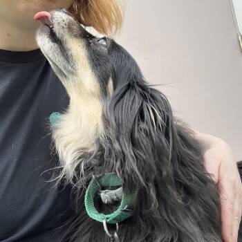 Chihuahua Dogs Available for Adoption in Bedford, New Hampshire - Shippo | PetCurious