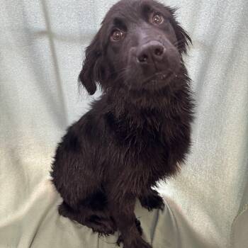 Mixed Breed Dogs Available for Adoption in Circleville, Ohio - Pippy | PetCurious