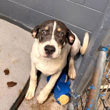 Taquito -  American Staffordshire Terrier and Mixed Breed Dog for Adoption in Franklin, North Carolina - Taquito | PetCurious