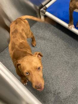 Mixed Breed Dogs Available for Adoption - DRAKE | PetCurious