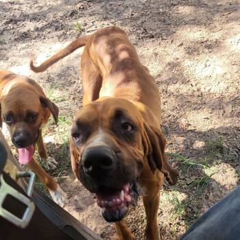 Rescue Boxer and Bloodhound Dogs for Adoption in Wadena, Minnesota - Rufus | PetCurious
