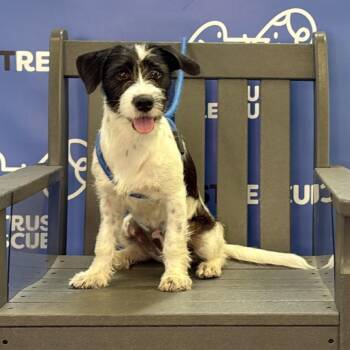 ANNA SUSSA -  Terrier and Mixed Breed Dog for Adoption in Waterford, New Jersey - ANNA SUSSA | PetCurious