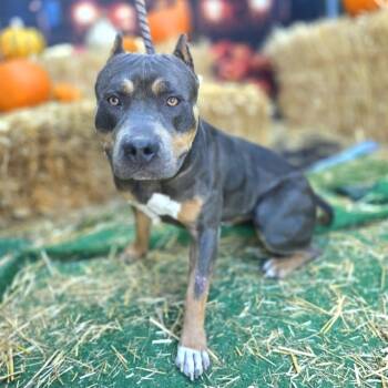 Rescue Pit Bull Terrier and Mixed Breed Dogs for Adoption in Long Beach, California - MARIA | PetCurious