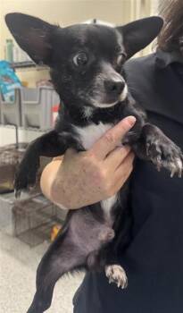 KEVIN -  Chihuahua Dog for Adoption in San Antonio, Texas - KEVIN | PetCurious