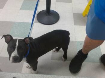 A478293 -  Pit Bull Terrier and French Bulldog Dog for Adoption in Oklahoma City, Oklahoma - A478293 | PetCurious