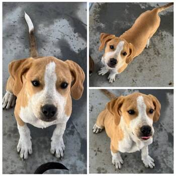 Rescue Mixed Breed Dogs for Adoption in Dublin, Virginia - Boomer | PetCurious