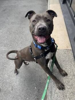 Rescue Pit Bull Terrier Dogs for Adoption in San Francisco, California - Jet | PetCurious