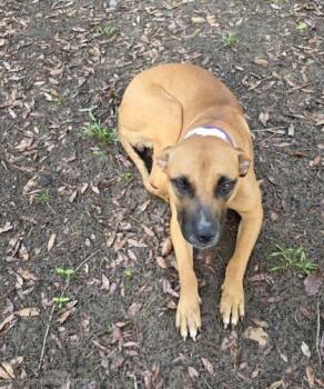 92900a Ducky -  American Staffordshire Terrier and Mixed Breed Dog for Adoption in North Charleston, South Carolina - 92900a Ducky | PetCurious