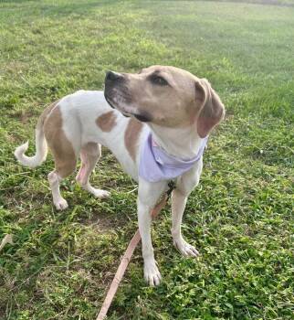 Sheba -  Beagle Dog for Adoption in Willingboro, New Jersey - Sheba | PetCurious