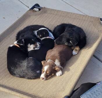 Australian Cattle Dog Blue Heeler and Shepherd Dogs Available for Adoption in Lafayette, Colorado - Bandit | PetCurious