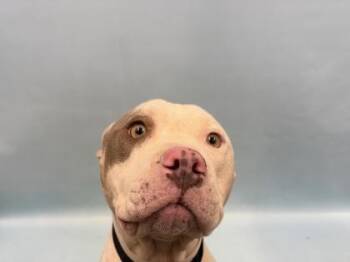 Smokey -  Pit Bull Terrier and Mixed Breed Dog for Adoption in Golden Valley, Minnesota - Smokey | PetCurious