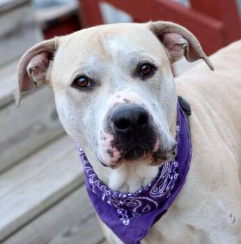 Larry (AO37854) -  American Bulldog Dog for Adoption in Kansas City, Kansas - Larry (AO37854) | PetCurious