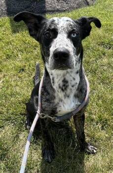 SMOKEY -  Catahoula Leopard Dog and Mixed Breed Dog for Adoption in Dayton, Ohio - SMOKEY | PetCurious