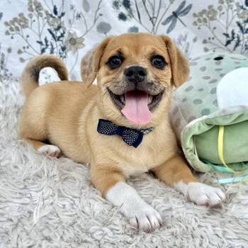 Moose -  Pug Dog for Adoption in Fairfield, Connecticut - Moose | PetCurious