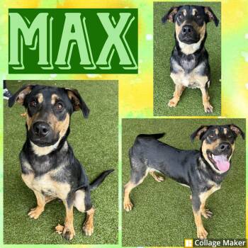 Rescue Doberman Pinscher and Hound Dogs for Adoption in Clearfield, Pennsylvania - Max | PetCurious