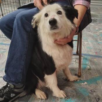 Border Collie Dogs Available for Adoption in Coos Bay, Oregon - Ruby | PetCurious