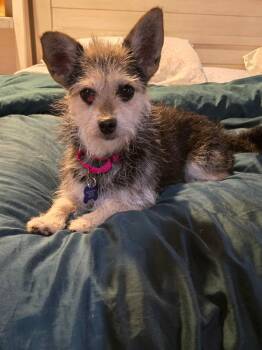 Tilly -  Yorkshire Terrier Dog for Adoption in De Pere, Wisconsin - Tilly | PetCurious