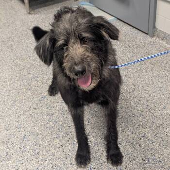 Terrier and Mixed Breed Dogs Available for Adoption in Greenville, South Carolina - Journey | PetCurious