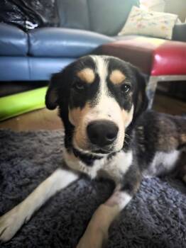 Husky and Shepherd Dogs Available for Adoption in Sylva, North Carolina - Layla | PetCurious