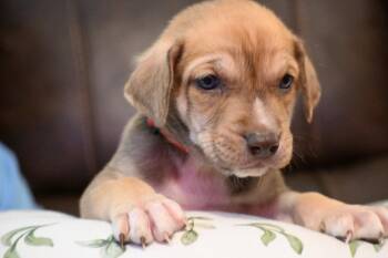 Boston -  Labrador Retriever and Shepherd Dog for Adoption in Holly Springs, North Carolina - Boston | PetCurious