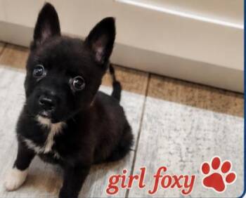 Dutch Shepherd and Husky Dogs Available for Adoption in Fort Lauderdale, Florida - Foxy | PetCurious