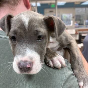 Mixed Breed Dogs Available for Adoption - Stellar | PetCurious