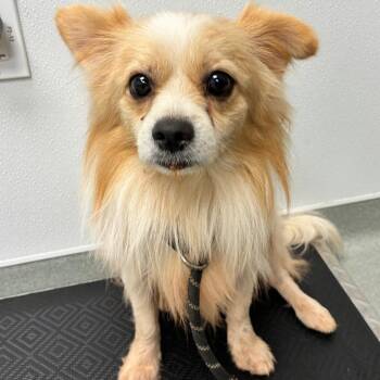 Hobble -  Pomeranian Dog for Adoption in Abilene, Texas - Hobble | PetCurious