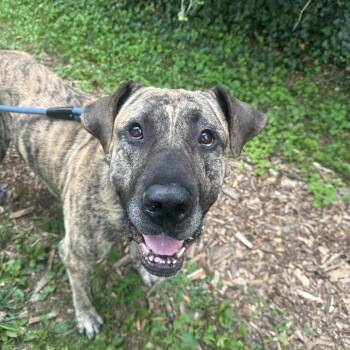 Gator -  Presa Canario Dog for Adoption in Baltimore, Maryland - Gator | PetCurious