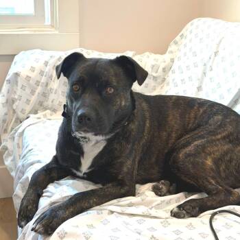 Sophie -  Mixed Breed Dog for Adoption in San Francisco, California - Sophie | PetCurious