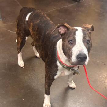 Paris -  Pit Bull Terrier Dog for Adoption in Norman, Oklahoma - Paris | PetCurious