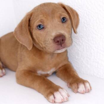 Pit Bull Terrier Dogs Available for Adoption - Kova | PetCurious