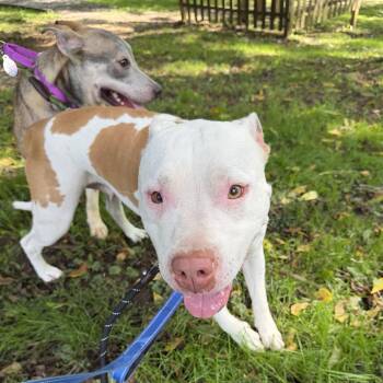 Lucy -  Pit Bull Terrier Dog for Adoption in Phoenixville, Pennsylvania - Lucy | PetCurious