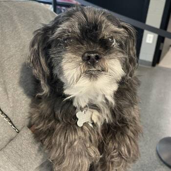 Mixed Breed Dogs Available for Adoption in Allentown, Pennsylvania - Lightning | PetCurious