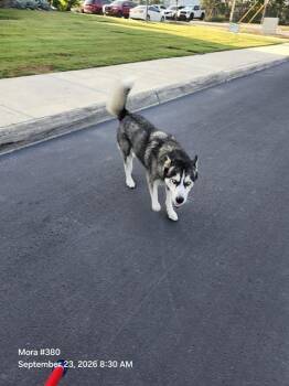 APOLLO -  Husky Dog for Adoption in San Antonio, Texas - APOLLO | PetCurious