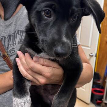 Ramsey -  Husky and None Dog for Adoption in Chicago, Illinois - Ramsey | PetCurious