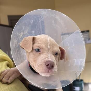 Smishing (red) -  Pit Bull Terrier Dog for Adoption in Baltimore, Maryland - Smishing (red) | PetCurious