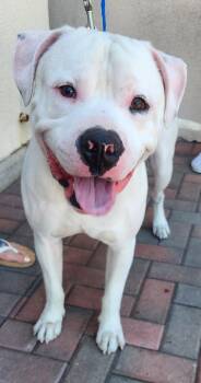 Rescue Pit Bull Terrier and American Bulldog Dogs for Adoption in Las Vegas, Nevada - BUBBA T | PetCurious