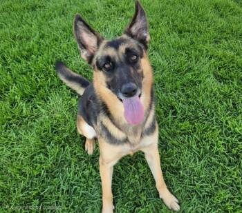VERA GUCCI -  German Shepherd Dog and Mixed Breed Dog for Adoption in Albuquerque, New Mexico - VERA GUCCI | PetCurious