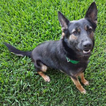 Bella -  German Shepherd Dog and Shepherd Dog for Adoption in Houston, Texas - Bella | PetCurious