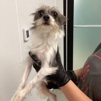 Terrier Dogs Available for Adoption - Velma | PetCurious