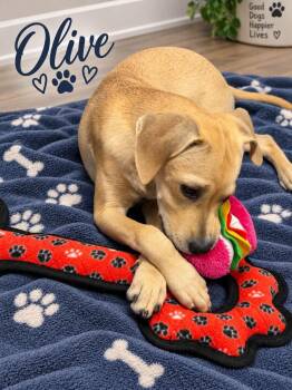 Olive -  Mixed Breed Dog for Adoption in Rock Hill, New York - Olive | PetCurious