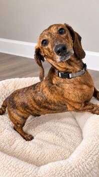 Beau -  Dachshund Dog for Adoption - Beau | PetCurious
