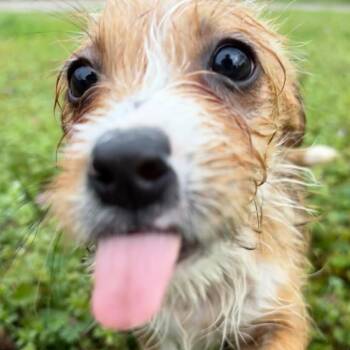 Wirehaired Terrier Dogs Available for Adoption - Cinnamon | PetCurious