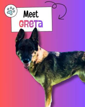Greta -  German Shepherd Dog Dog Available for Adoption in Sulphur, Kentucky - Greta | PetCurious