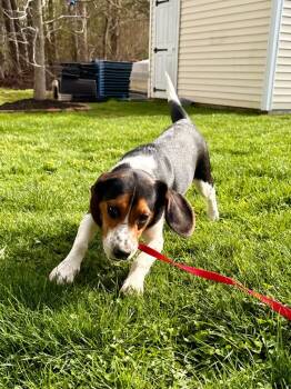 Beagle Dogs Available for Adoption in Fall River, Massachusetts - Cinnamon Raisin | PetCurious