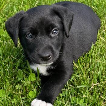 Mocha Bloomer -  Labrador Retriever Dog for Adoption in Princeton, Massachusetts - Mocha Bloomer | PetCurious