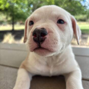 Courtney -  Australian Cattle Dog Blue Heeler and Great Pyrenees Dog for Adoption in Pflugerville, Texas - Courtney | PetCurious