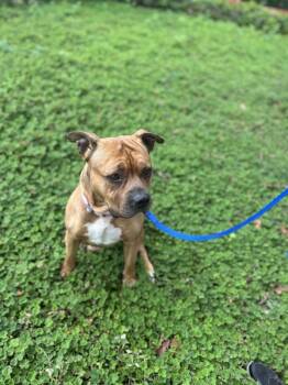 Tectonic -  Pit Bull Terrier Dog for Adoption in Vancouver, Washington - Tectonic | PetCurious