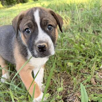 Hound and Australian Cattle Dog Blue Heeler Dogs Available for Adoption in Warrior, Alabama - Huck | PetCurious
