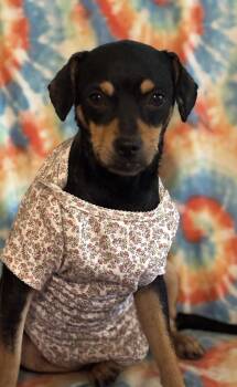 Mixed Breed and Terrier Dogs Available for Adoption in Brookshire, Texas - Wren | PetCurious